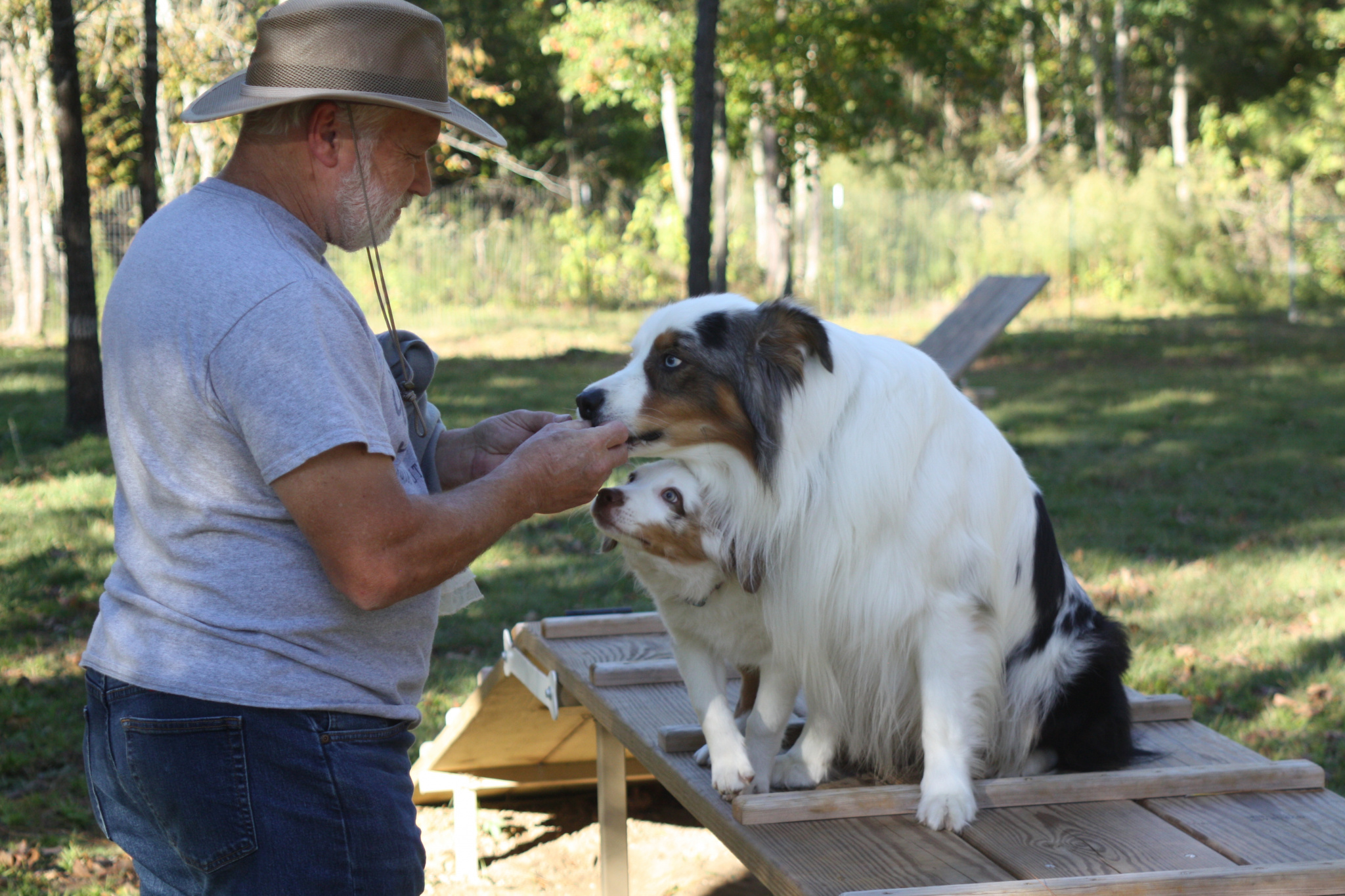Phil Young with Australian shepherds Moana (left) and Tolliver