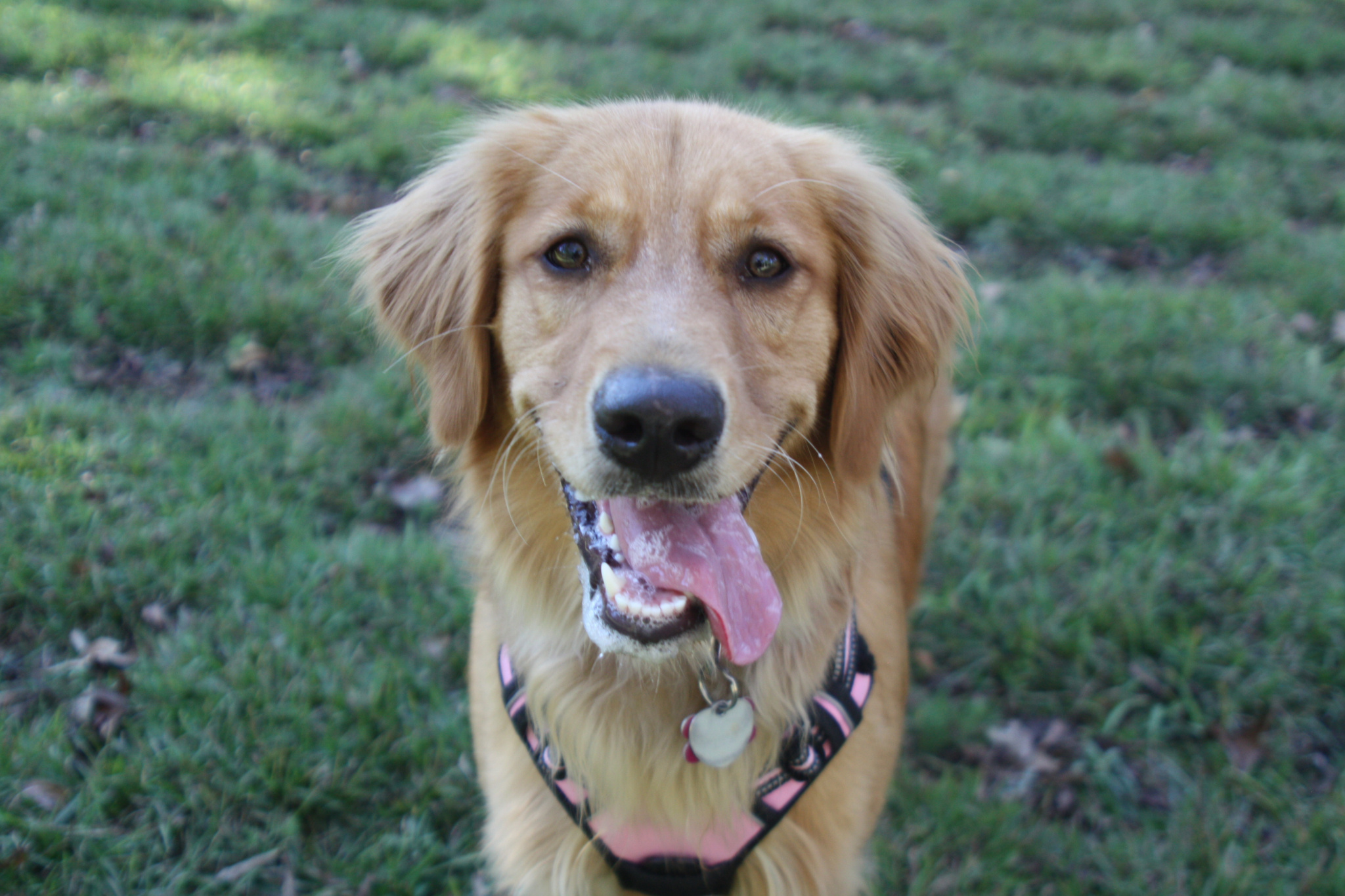 Jasmine the golden retriever