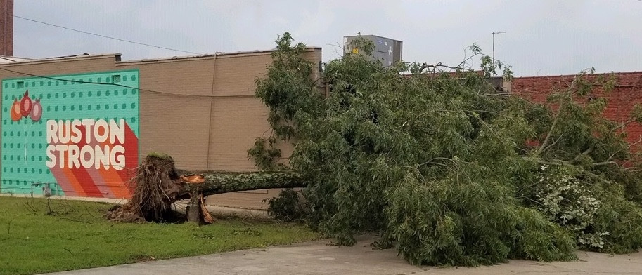 Ruston stayed strong, but this tree behind JACO Federal Credit Union on Vienna Street failed to remain upright during the heavy winds brought by Hurricane Laura on Thursday.